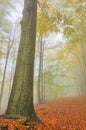 Beech forest in fog Royalty Free Stock Photo