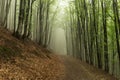 beech forest in the fog Royalty Free Stock Photo