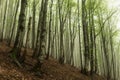 beech forest in the fog Royalty Free Stock Photo