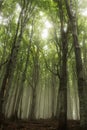 beech forest in the fog Royalty Free Stock Photo