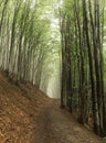 beech forest in the fog Royalty Free Stock Photo