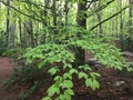 Beech forest