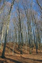 beech forest