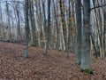 A beech forest illuminated by the low afternoon sun in early spring Royalty Free Stock Photo
