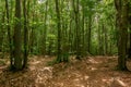 beech forest landscape in summer Royalty Free Stock Photo