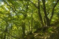 Beech forest late summer Royalty Free Stock Photo