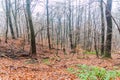 Beech forest at Michelsberg hill in Heidelberg, Germa Royalty Free Stock Photo