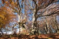 Beech forest on Mount San Vicino in an autumn morning Royalty Free Stock Photo