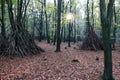 Beech forest in the Netherlands