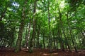 Beech forest Royalty Free Stock Photo