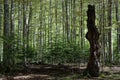 The beech forest of Ordesa.