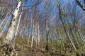 Beech forest.