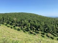 Beech forest in Papuk Nature Park - Slavonia, Croatia / Bukova ÃÂ¡uma u parku prirode Papuk - Slavonija, Hrvatska