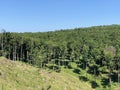 Beech forest in Papuk Nature Park - Slavonia, Croatia / Bukova ÃÂ¡uma u parku prirode Papuk - Slavonija, Hrvatska