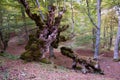 beech forest park in Abruzzo