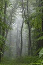 Beech forest in the rain