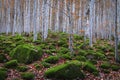 Beech forest between rocks with moss in autumn