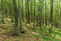 Beech forest on Shipka Peak, Bulgar Royalty Free Stock Photo