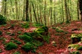 Beech forest in Spain. Beautiful landscape in the forest in autumn.