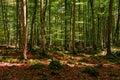 Beech forest in Spain. Beautiful landscape in the forest in autumn.