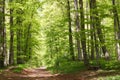 Beech forest during springtime