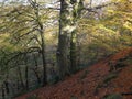Beech forest on a steep slope with dappled sunlight on trees