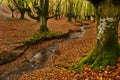 Beech forest and stream