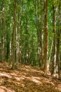 beech forest in summer Royalty Free Stock Photo
