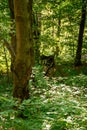 Beech forest in summer Royalty Free Stock Photo