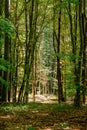 beech forest in summer Royalty Free Stock Photo