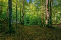 Beech forest in summer Royalty Free Stock Photo