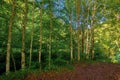 Beech forest in summer Royalty Free Stock Photo