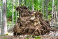 Beech forest in summer. A huge root of a beech tree uprooted by the storm Vaia. Tambre Alpago Belluno Italy