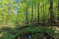 Beech forest in summer Royalty Free Stock Photo