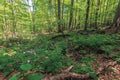 Beech forest in summer Royalty Free Stock Photo