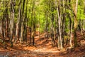 Beech forest in summer sunny day Royalty Free Stock Photo