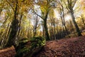 Beech forest with trees in backlight. In the foreground a stone covered with moss, dry leaves of the undergrowth. Autumn colors, Royalty Free Stock Photo