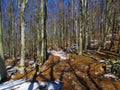 Beech forest under Sveta Trojica