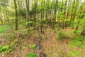 Beech forest, Vulkaneifel Gerolstein Germany