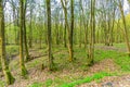 Beech forest, Vulkaneifel Gerolstein Germany