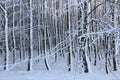 Beech forest in winter - bare tree branches covered with snow