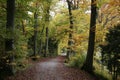 Beech Forests in Autumn