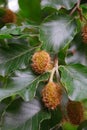 A beech fruits hang on the tree