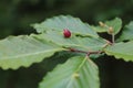 beech galls growing on the upper side of green beech leaves Royalty Free Stock Photo