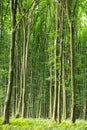 Beech green trees in spring forest Royalty Free Stock Photo