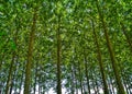 Beech grove forest farm in Northern Greece. Looking up to a row of trees with green foliage