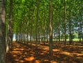 Beech grove forest farm in Northern Greece. Row of trees on brown land, light patches on soil ground