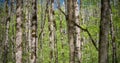 The beech grove. Forest landscape