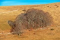 Beech Grove and Pasture on Lessinia High Plateau - Verona Province Italy