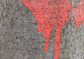Red paint on beech tree bark detail - forest edition
